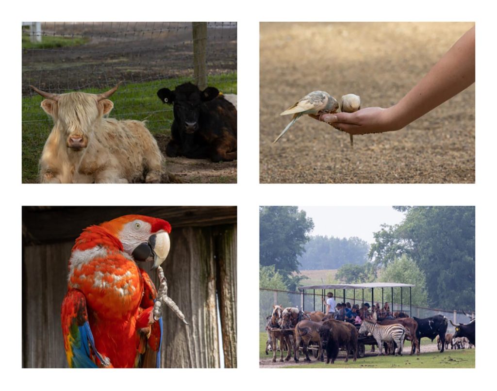 Dutch_Creek_Farm_Animal_Park_10_Best_Things_To_Do_in_Shipshewana_Indiana